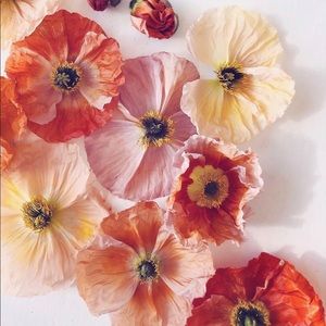 Meet your Posher, Charlotte